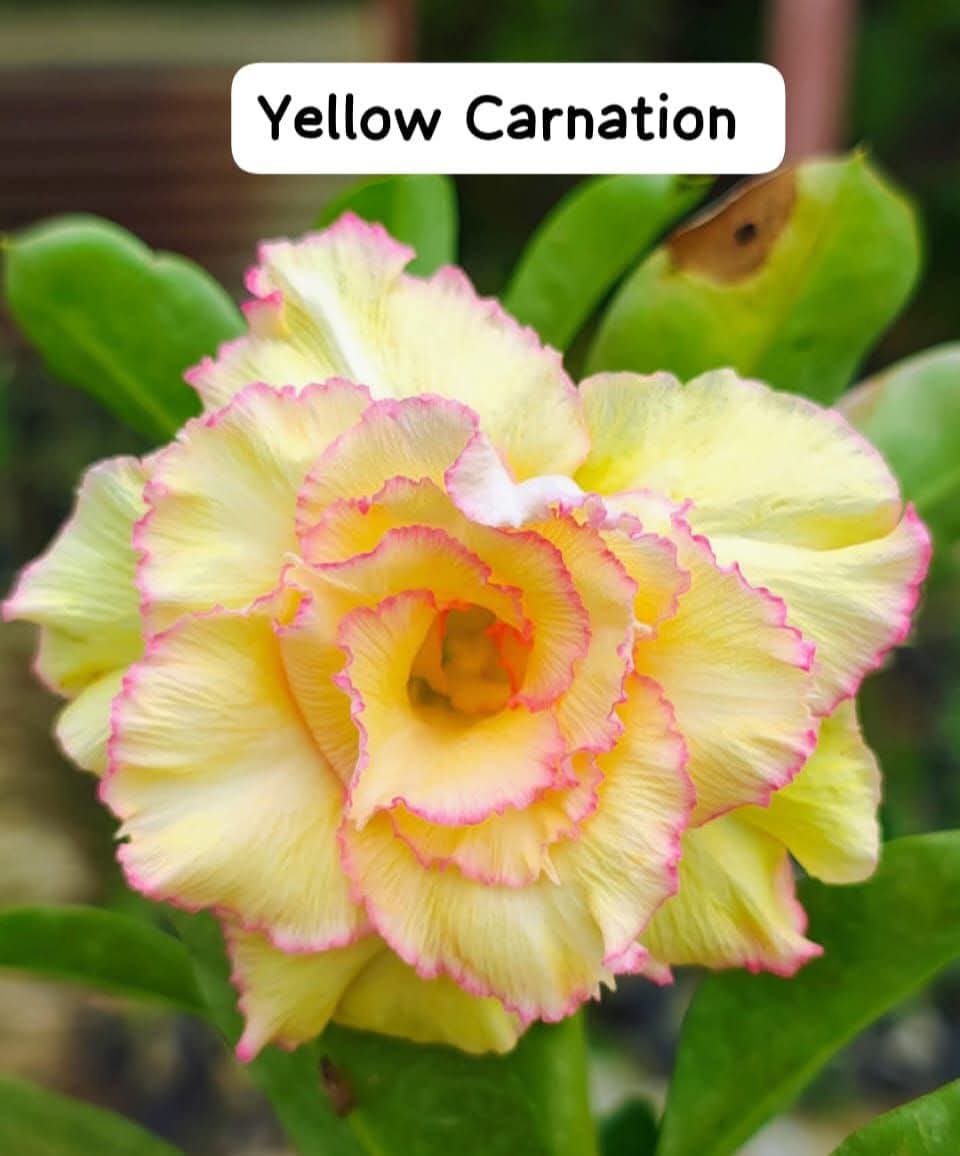 Exotic Double Petal Adenium 2