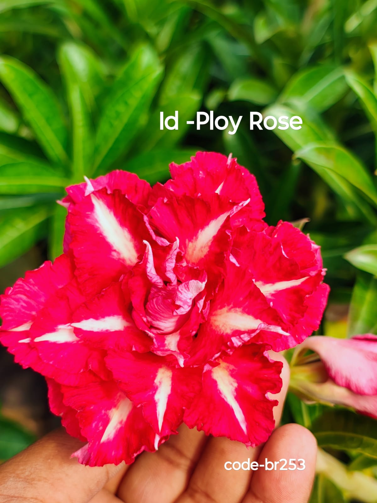 Exotic Double Petal Adenium 3