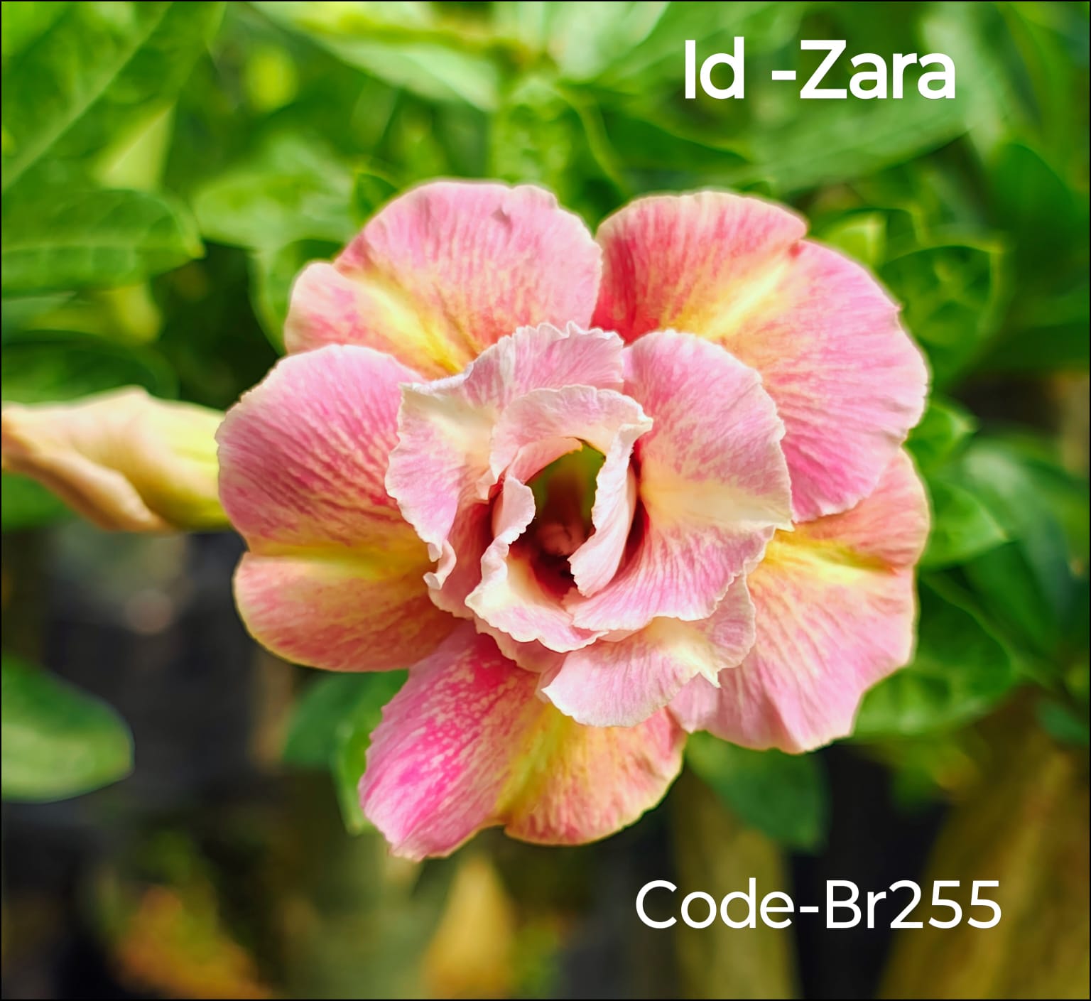 Exotic Double Petal Adenium 4